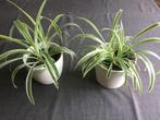 Graslelie in pot., Huis en Inrichting, Kamerplanten, Ophalen of Verzenden, Overige soorten, In pot, Minder dan 100 cm