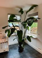 Strelitzia Nicolai 🪴 | 270 cm | 30 bladeren 🌱, Ophalen, 200 cm of meer, Overige soorten, Halfschaduw