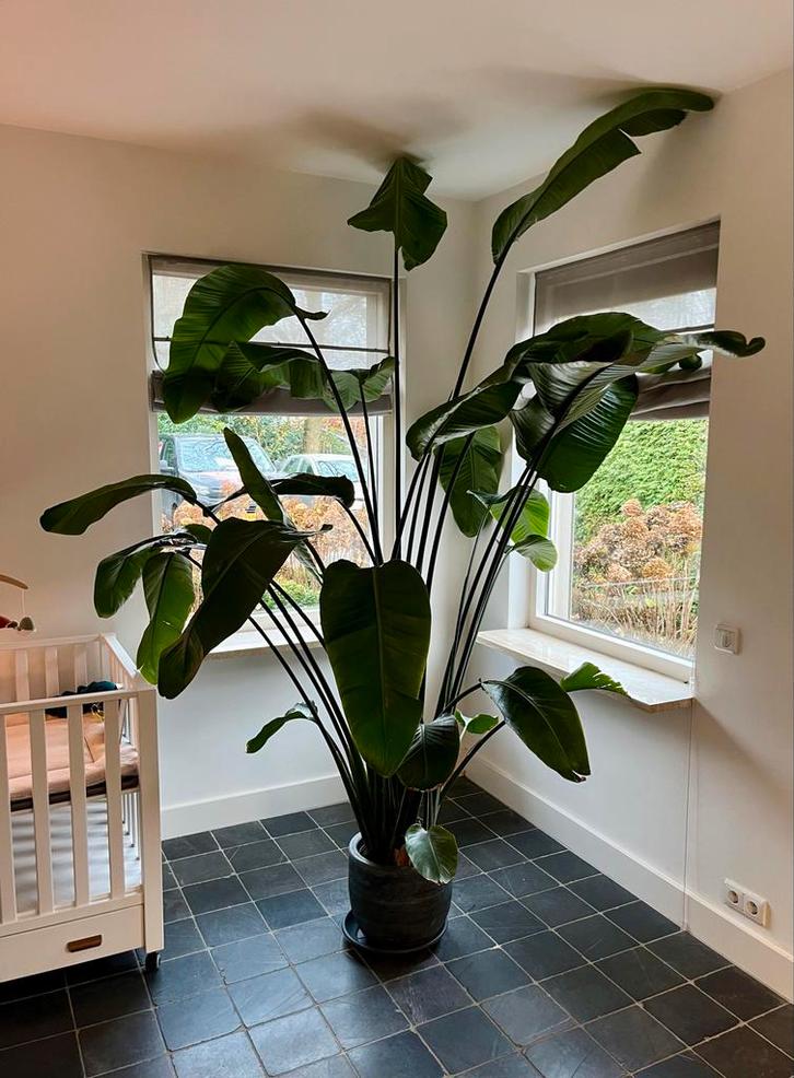Strelitzia Nicolai 🪴 | 270 cm | 30 bladeren 🌱, Huis en Inrichting, Kamerplanten, Overige soorten, 200 cm of meer, Groene kamerplant