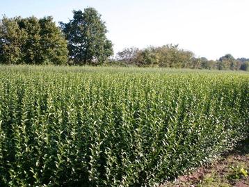 Ligustrum ovalifolium 40/60 t/m 125/150 Haagliguster beschikbaar voor biedingen