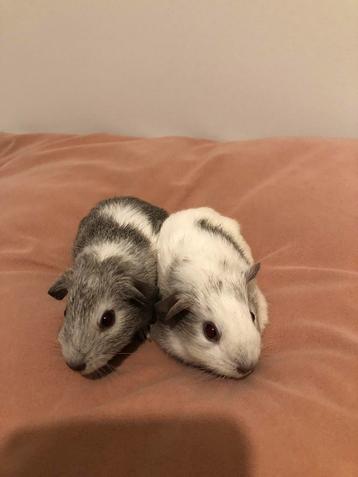 Cavia zeugjes van 4 weken beschikbaar voor biedingen