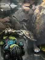 Twee leuke zaagtand schildpadden met aquarium, Dieren en Toebehoren, Schildpad, Met terrarium, 3 tot 6 jaar