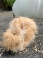 Aangeboden jongen angora konijntjes kleinblijvend, Meerdere dieren, Klein, 0 tot 2 jaar