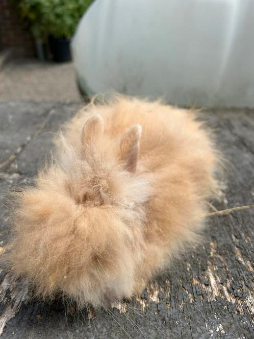 Aangeboden jongen angora konijntjes kleinblijvend, Dieren en Toebehoren, Konijnen, Klein, Meerdere dieren, 0 tot 2 jaar