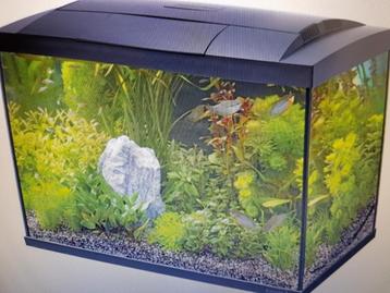 Helemaal compleet aquarium  beschikbaar voor biedingen