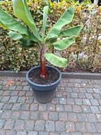 Bananenplant ca. 120cm hoog binnen/buiten, Tuin en Terras, Planten | Tuinplanten, Ophalen, Overige soorten, Volle zon