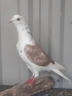 Postduif doffer 2025, Mannelijk, Postduif