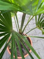 Waaierpalm trachycarpus fortunei , stamhoogte 20cm, Tuin en Terras, Planten | Tuinplanten, Zomer, Vaste plant, Overige soorten