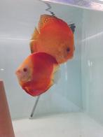 discus redmelon koppel, Dieren en Toebehoren, Vissen | Aquariumvissen, Vis, Zoetwatervis