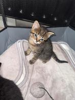 BRITS/Europees Korthaar, Kater