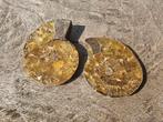 Mooi geopaliseerd ammoniet paartje, Verzamelen, Mineralen en Fossielen, Ophalen of Verzenden, Fossiel
