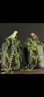 Agapornis lola en poco, Dieren en Toebehoren, Meerdere dieren, Dwergpapegaai of Agapornis, Tam