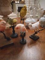 Vintage Opgezette Vogels Collectie, Ophalen of Verzenden