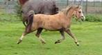 Mooie palomino Welsh A met stamboom, Dieren en Toebehoren, Pony's, Merrie, Recreatiepony, Met stamboom, 3 tot 6 jaar