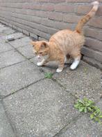 Kittens 12weken, Dieren en Toebehoren