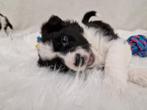 Inschrijven voor Border Collie pups met NHSB & ISDS stamboom, Rabiës (hondsdolheid), Meerdere, 8 tot 15 weken, Meerdere dieren