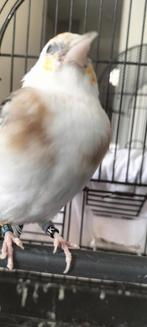 Majoor Putter koppel Bont pop 2023 man2024, Vrouwelijk, Wildzangvogel