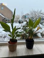 2x Strelitzia paradijsvogelbloem kamerplant, Tuin en Terras, Ophalen, Overige soorten, Volle zon