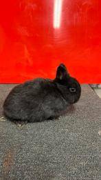 Dwergkonijntjes, Dieren en Toebehoren, Meerdere dieren, Dwerg