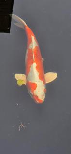 Koi karpers, Dieren en Toebehoren, Vissen | Vijvervissen, Karper of Koi