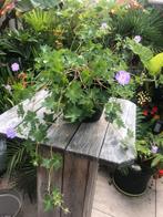 Geranium Azure Rush in pot, Ophalen, Zomer, Overige soorten
