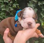 Old english bulldog pups, Bulldog, Meerdere, Meerdere dieren, Nederland