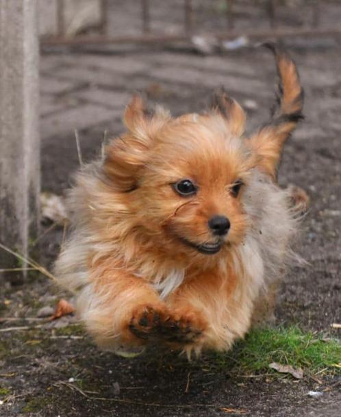 Prachtige  kleinblijvende Boomer 2 (nog 1) jongens, 3 meiden, Dieren en Toebehoren, Honden | Chihuahua's en Gezelschapshonden