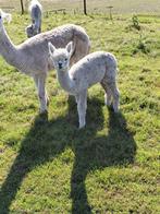 Te koop wit alpaca hengstje, Oktober, Mannelijk