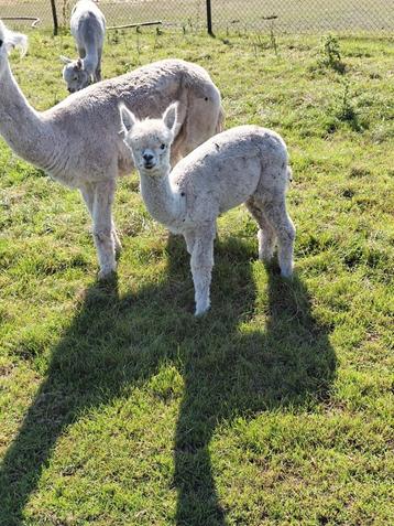 Te koop wit alpaca hengstje beschikbaar voor biedingen