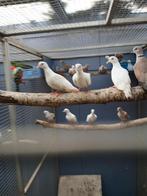 Tortelduifjes, Dieren en Toebehoren, Meerdere dieren, Overige soorten