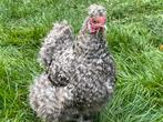 Te koop 3 USA zijdehoenderhennen voor €50, Dieren en Toebehoren, Vrouwelijk, Kip