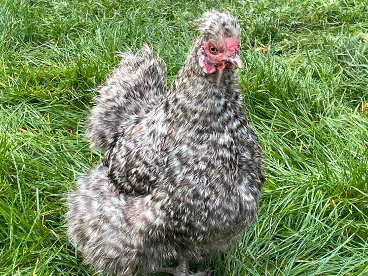 Te koop 3 USA zijdehoenderhennen voor €50, Dieren en Toebehoren, Pluimvee, Kip, Vrouwelijk