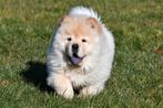 Chow Chow pups te koop, 15 weken tot 1 jaar, Overige rassen, Buitenland, Parvo