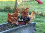 Kip en hanen, Dieren en Toebehoren, Pluimvee, Meerdere dieren, Kip