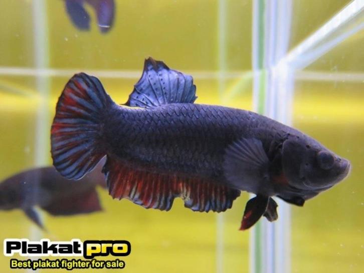 Beta Splendens Plakaat vechtvis, Dieren en Toebehoren, Vissen | Aquariumvissen, Zoetwatervis, Vis