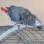 Grijze roodstaart, Mannelijk, Papegaai