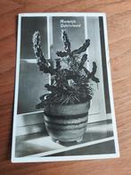 Ansichtkaart Cactus - 1936, Ophalen of Verzenden, 1920 tot 1940, Gelopen