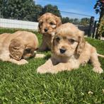 Te koop mooie Cavapoo pups, Dieren en Toebehoren, Honden | Niet-rashonden, Nederland, CDV (hondenziekte), 8 tot 15 weken, Meerdere