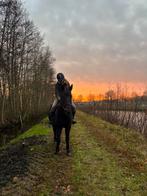 Te koop: zwarte D ponymerrie, Dieren en Toebehoren, Merrie, B, 3 tot 6 jaar, Recreatiepony