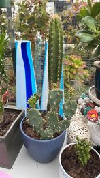 Cactus plant met pot €12, Ophalen, Cactus, Halfschaduw, Minder dan 100 cm