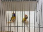 Gouldamadines, Dieren en Toebehoren, Vogels | Overige Vogels, Meerdere dieren