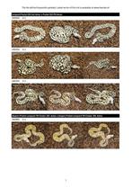 GREAT DEALS - SNAKE DAY - Diverse koningspythons, Dieren en Toebehoren, Reptielen en Amfibieën, Slang