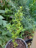 Heimia salicifolia planten, Ophalen of Verzenden, Zomer, Overige soorten, Volle zon