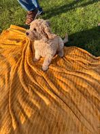 Labradoodle medium puppy's F3 mogen reeds het nest verlaten, Dieren en Toebehoren, Overige rassen, CDV (hondenziekte), 8 tot 15 weken