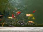 Complete vijverpartij met vissen, filters en waterval, Ophalen of Verzenden