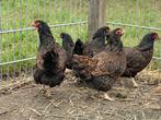 Barnevelders dubbelgezoomd., Dieren en Toebehoren, Vrouwelijk, Kip
