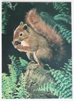 Kaart met 3D-effect: eekhoorn tussen varens, Verzamelen, Ansichtkaarten | Dieren, Ophalen of Verzenden, 1980 tot heden, Ongelopen