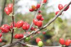 Lindera benzoin koortsboom voedselbos eetbare tuin, Volle zon, Vaste plant, Ophalen of Verzenden, Fruitplanten