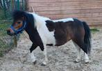 Te koop NMPRS/AMHA merrie Bruin Bont, Dieren en Toebehoren, Merrie, A pony (tot 1.17m), Gechipt, 7 tot 10 jaar