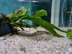 Polypterus Endlicheri Endlicheri, kwastvinsnoek, Vis, Zoetwatervis